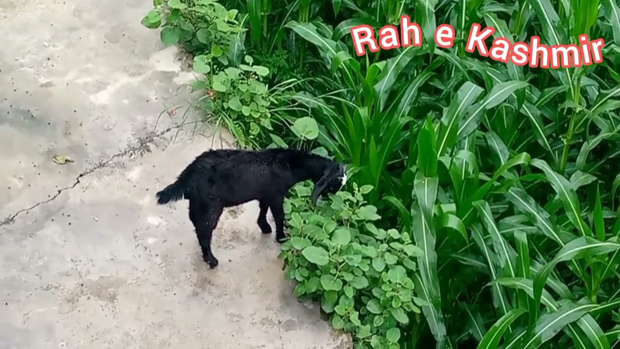 The Beauty of nakyal Kashmir 