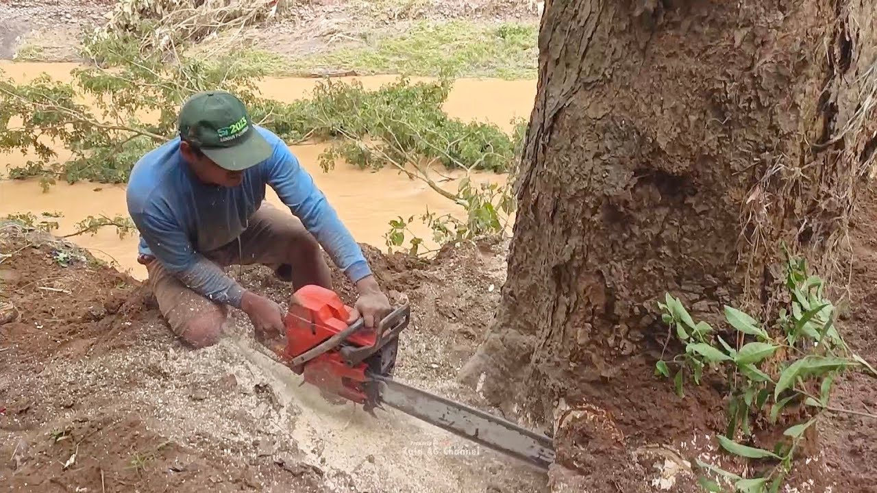 on the river bank..!! cut down the towering trembesi trees - YouTube