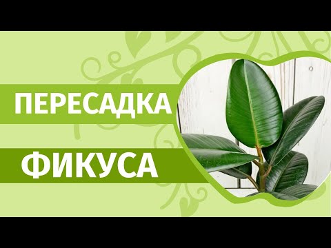 Видео: Как да режем фикус? Как да го подрежете правилно, за да остане пухкав? Формиране на корона у дома. Как да прищипете фикус?