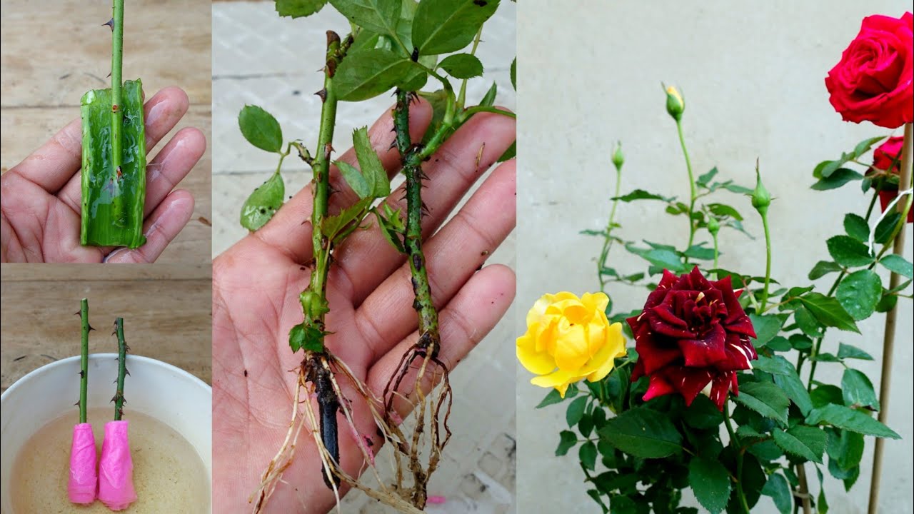 How to grow roses from branches using toilet paper and aloe vera with ...