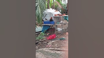 gà rừng f2 gáy giọng cà lăm siêu vip #bẫygàrừng #garung