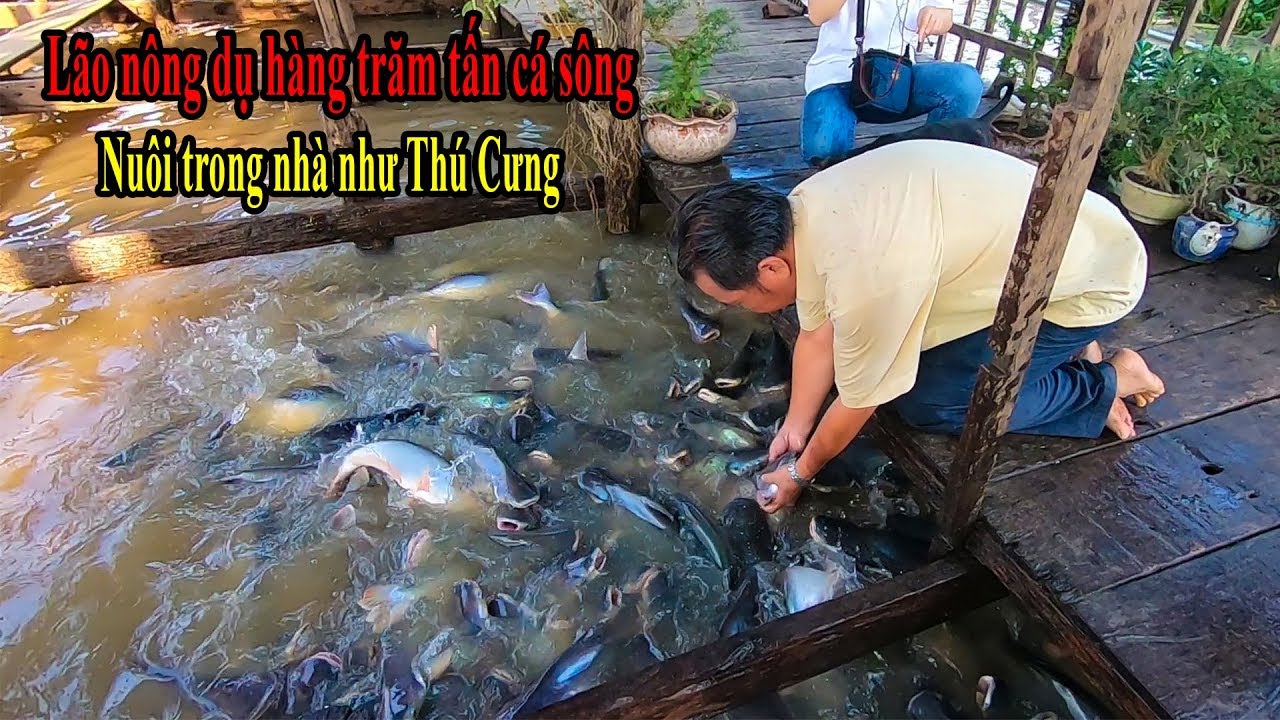 Ông Lão Miền Tây dụ đàn cá Tra hàng chục tấn ngoài sông vào nhà nuôi như thú cưng ở Châu Đốc