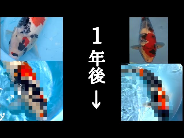 錦鯉　昭和三色A 62cm 4才 昭和三色 - 錦鯉の品種 - 全日本錦鯉振興会