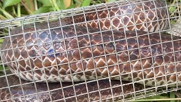 Võ Chí Tâm thăm bẫy đêm lạnh ngày nắng rắn lớn chạy thấy mê phần 145/ Săn bắt Sông Hậu TV 