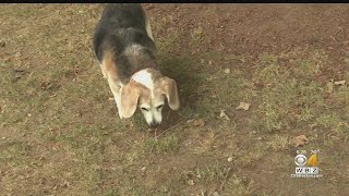 Sniffspot lets homeowners rent out backyard for dogs to use