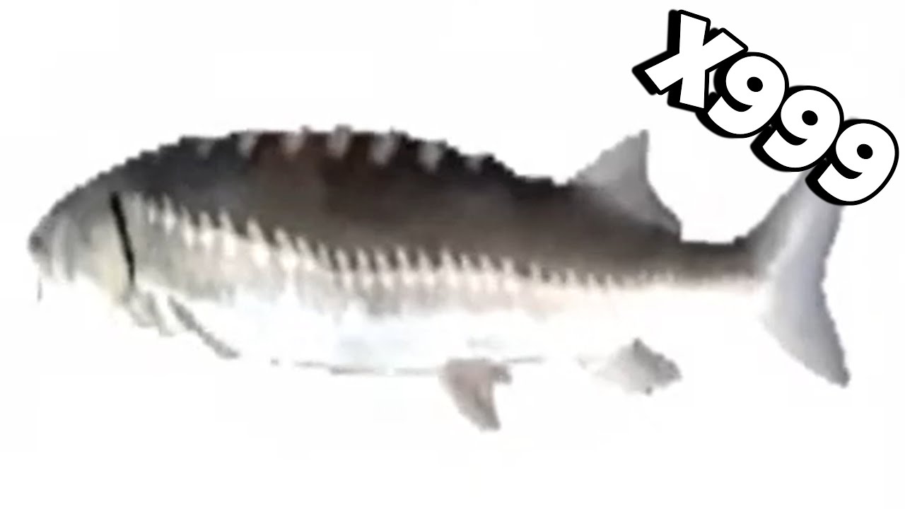Spinning fish meme Speed X999 YouTube