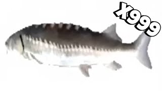 Spinning Fish Meme - Speed X999