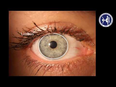 Anatomia della cornea