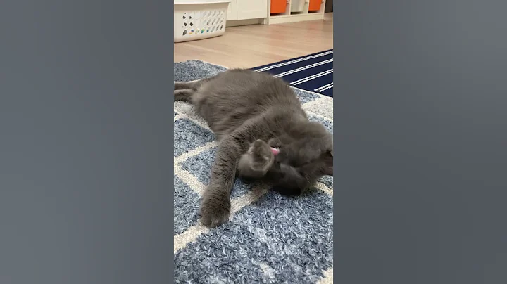 Video 6125211: british long hair, grey british, lovely british, loves grooming, kitten