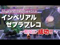 【インペリアルゼブラプレコ】繁殖に成功‼︎