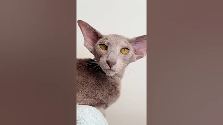 Watch the video about Oriental Cat