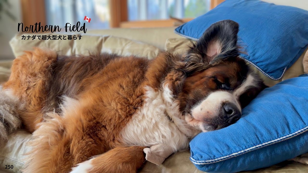 変わらない日常を願って｜超大型犬たちのそばで