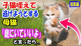子猫を咥えて慌てて逃げようとする母猫。『庭にいてもいいよ』と言うと..【猫の不思議な話】【総集編】