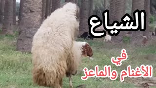 إزاي تعرف النعجة طالبة عشر.. (علامات الشياع في الاغنام والماعز)..