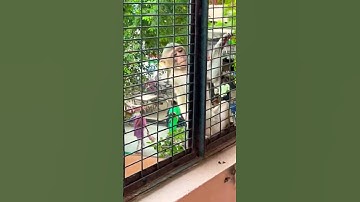 वृंदावन के बंदर / Vrindavan Monkeys enjoy eating treats #shorts #vrindavan #krishna #funny