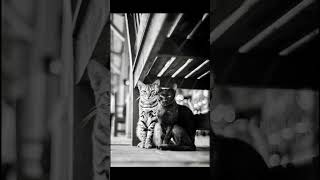 Alan Schaller's Cat Photography