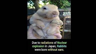 🐰 "The Earless Rabbits of Japan – A Tragic Result of Nuclear Radiation"