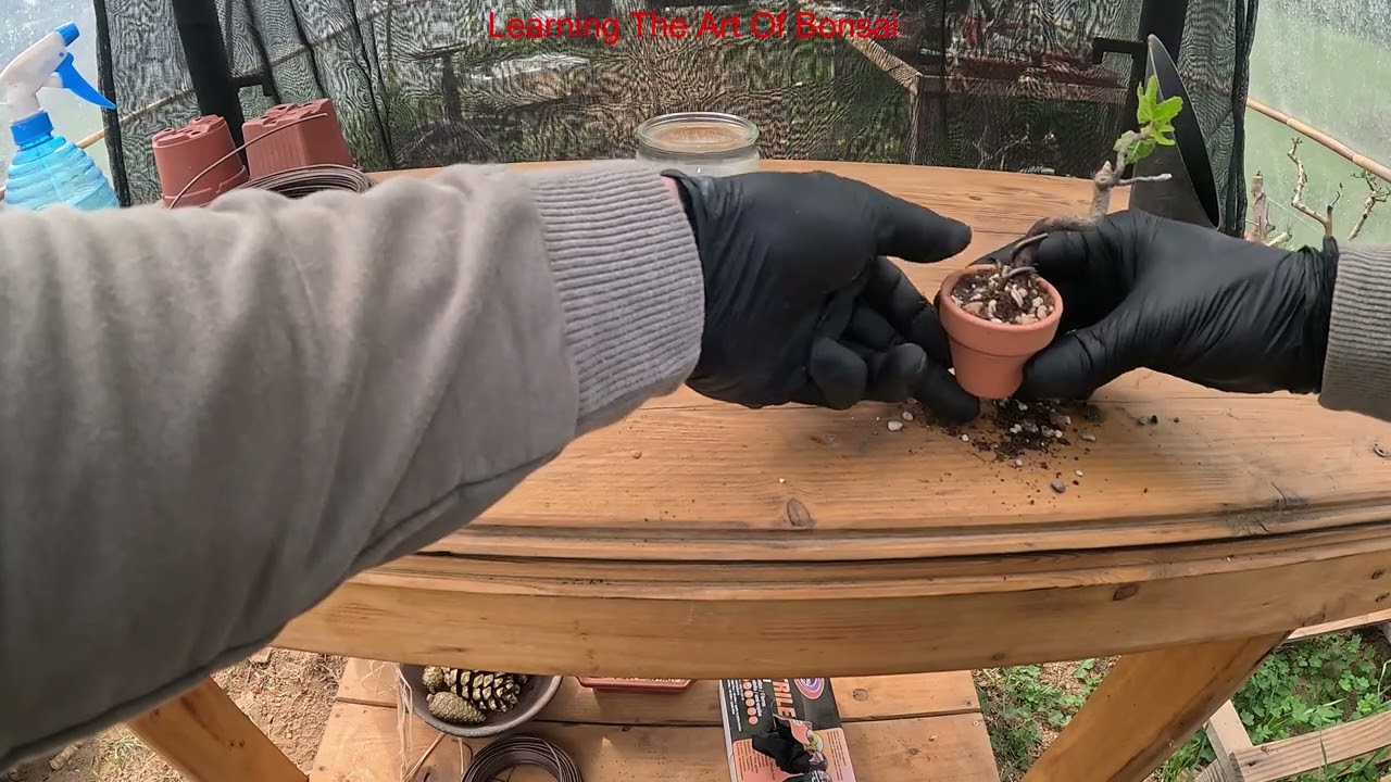 Yamadori bonsai mame Fico