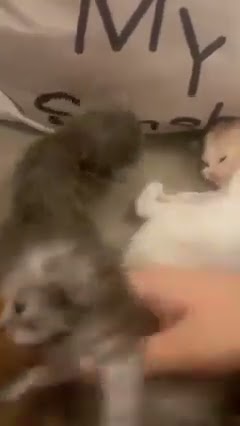 Muhammad Sumbul (arabic kitten names meme)