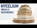 Can Mycelium Fungus replace Concrete & Plastic?