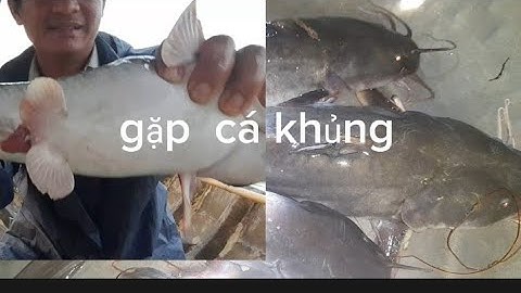 mồi tép siêu nhạy  câu cá ngát 🎣🎣🎣trúng.. ổ ca út siêu khủng.. phong ben tre vlog