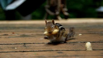 Chipmunks vs Squirrels #Chipmunks #Squirrels #WildlifeShowdown #NatureDocumentary #AnimalBehavior