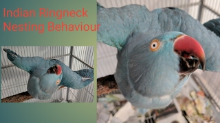 Indian Ringneck Parakeet hormonal/nesting behaviour