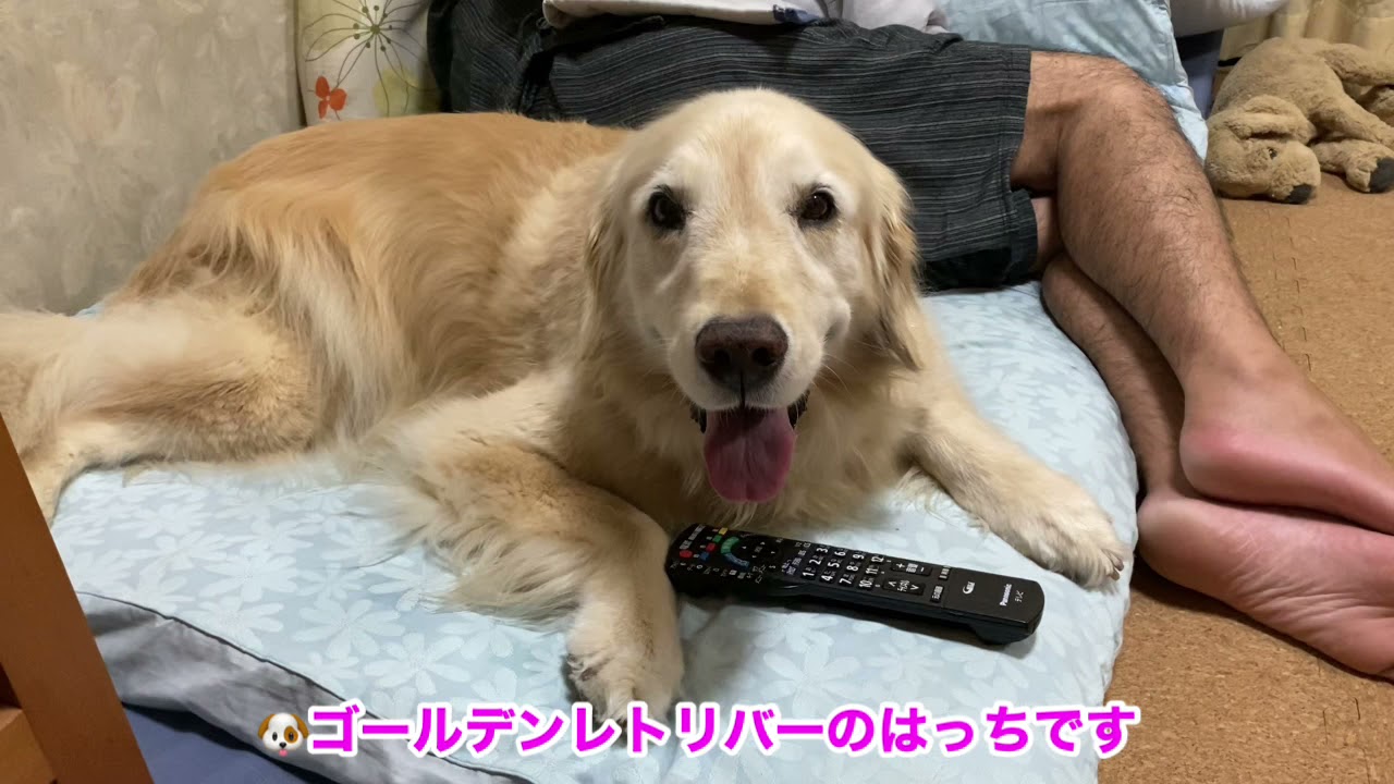 リモコン咥える悪戯したけど 気づいてもらえなかったゴールデンレトリバーのはっち Youtube