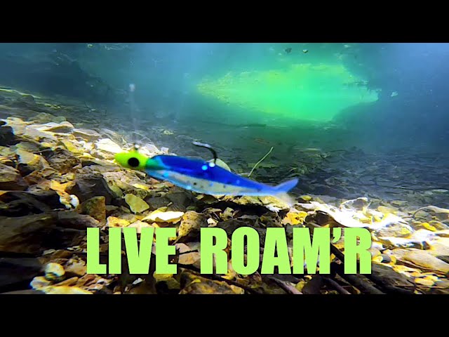 Meet the Bobby Garland Live Roam'R Crappie Bait 