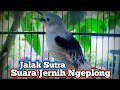 Jalak Sutra Gacor Suara Jernih dan Ngeplong