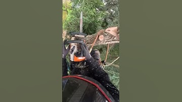 Tree Climbing Machine #Shorts #arborist #climbing #trendingshorts