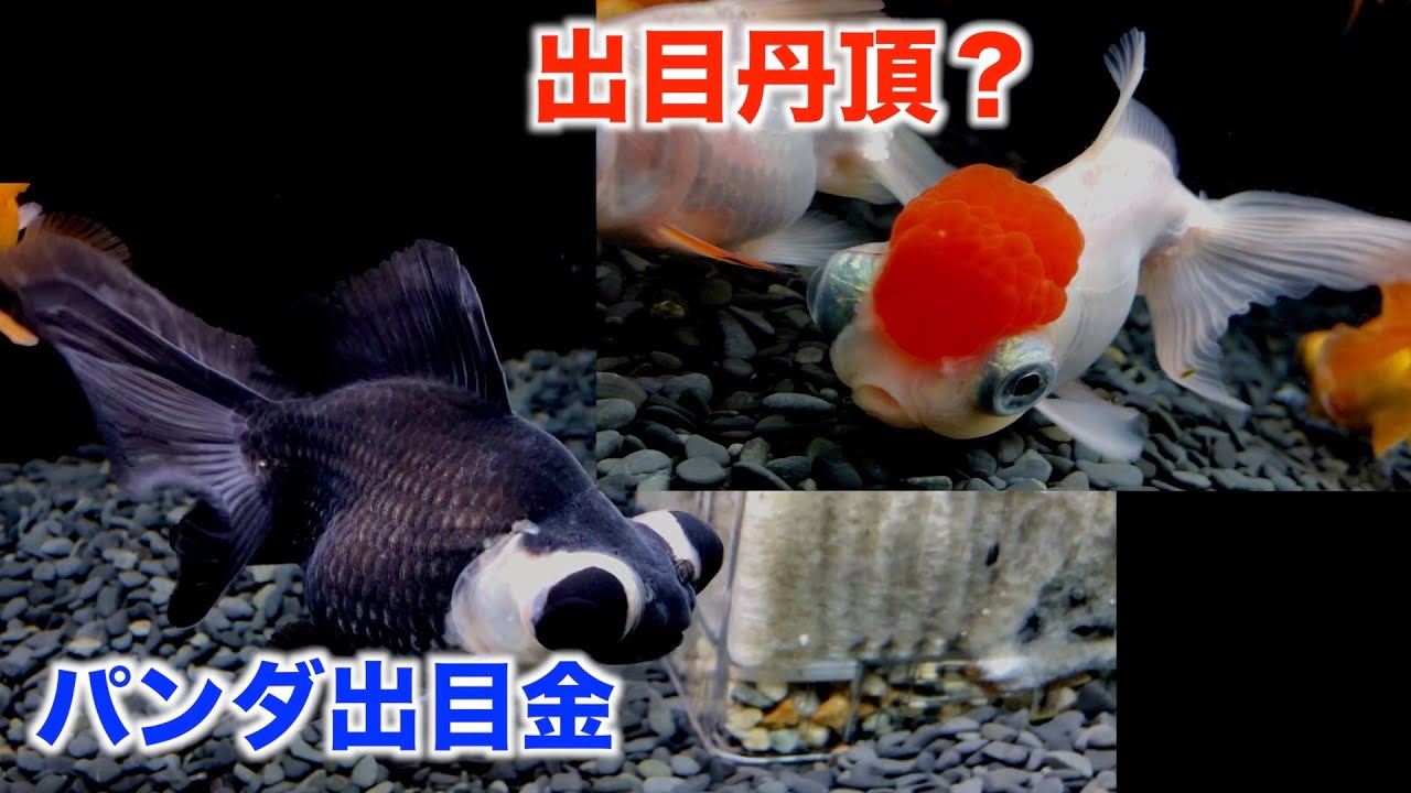 金魚水槽 出目丹頂 パンダ出目金 水泡眼 たくさん仲間入りしました Youtube 金魚水槽 出目丹頂 パンダ出目金 水泡眼 たくさん仲間入りしました Youtube