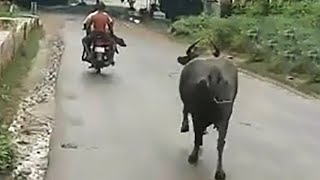 Mother Buffalo Chasing After Her Baby