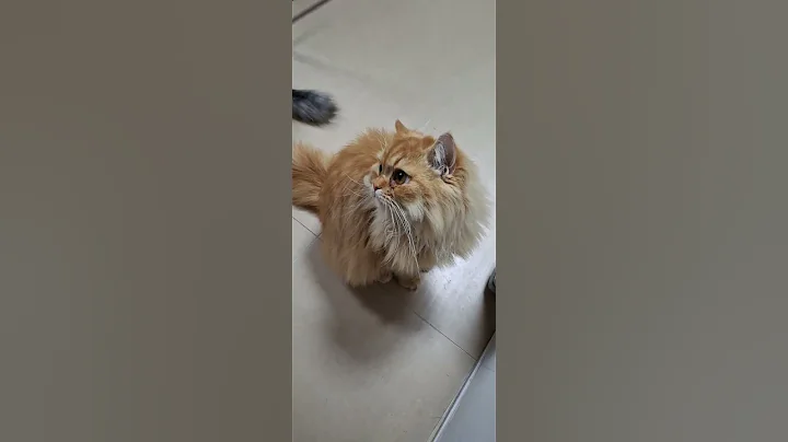 Watch the video about Our 3 hairy cats 2 ginger persian british longhair and the grey one sirberian #cat #catlover