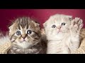 Смешные коты | Приколы с котами | Кошки |Собаки| Позитив  |Создай себе хорошее настроение