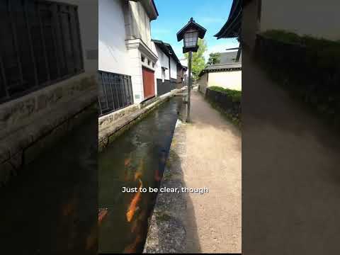 The Koi Canals of Hida Furukawa | Unusual Things to Do in Japan | #visitjapan