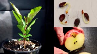 How to Grow An Apple Tree from a Pip