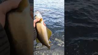Norwegen Uferangeln 🎣 Spinnfischen vom Land | Diese Fische hätte ich nicht erwartet# fish #fishing