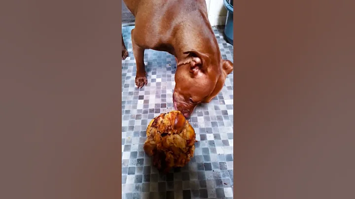 Reaction to giant bone 😆 #dog