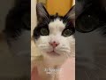 20歳猫、おかえりの挨拶が激しめ