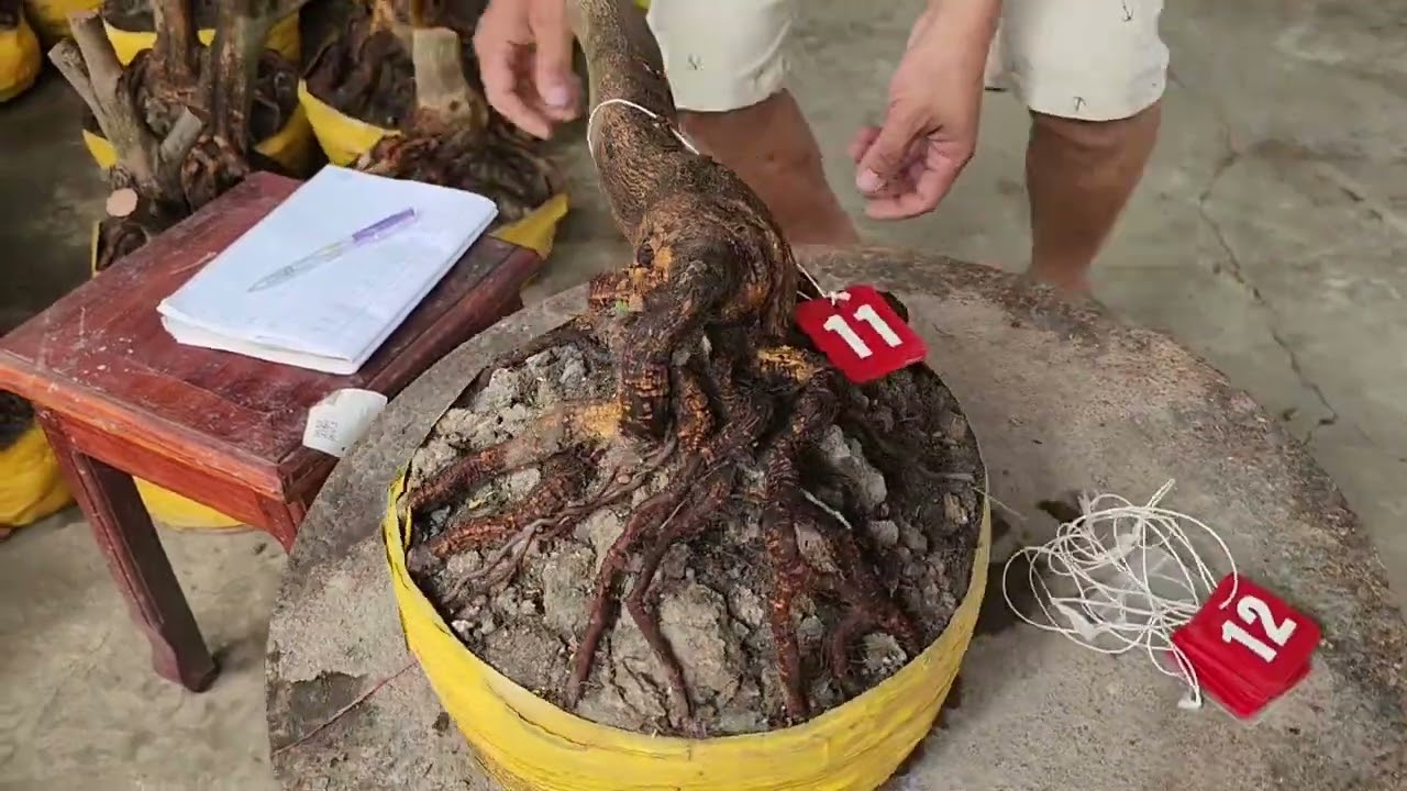 9/3 A Tú 0917771666 phôi mai bonsai đế đẹp giá rẻ