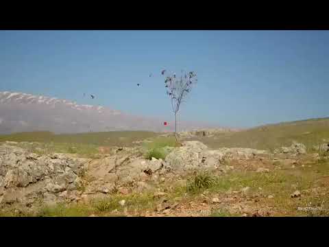 صيد دوري مصري