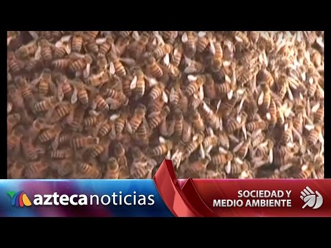 Video: Anidación de enjambres de abejas: Lidiando con un enjambre de abejas en el jardín