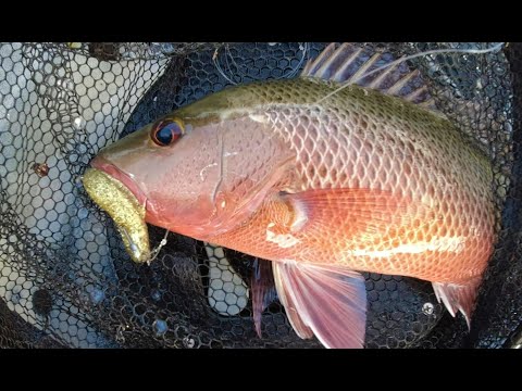 mangrove jacks fishing 