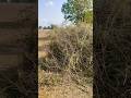 The wind blew so hard that the tree fell. #farmer #nature @chipkumen.