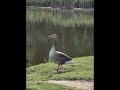 Jezioro Mokre Łąki #nature #water #birds #birdsinnature #naturelovers #animalsinnature #rest#shorts