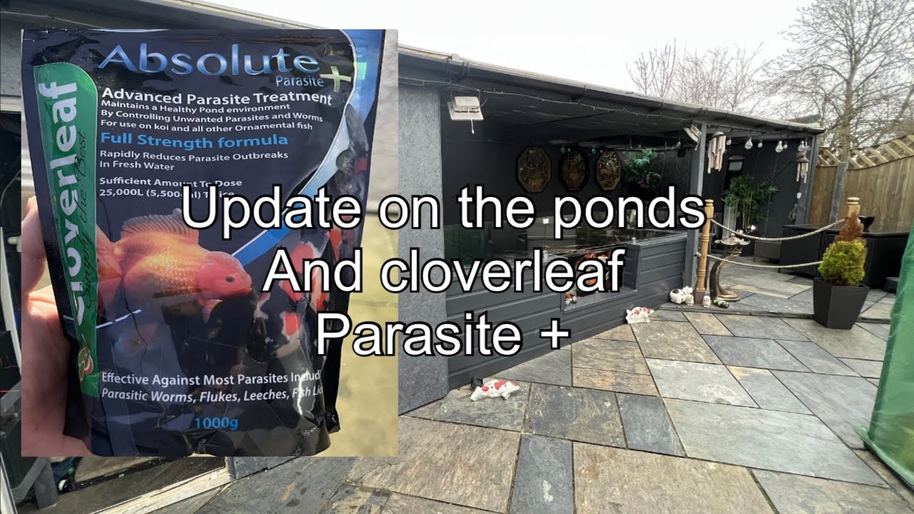 LIFE OF A KOI KEEPER Update on the Cloverleaf parasite + and the other