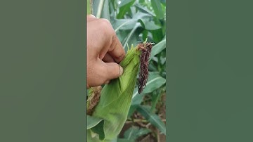 budidaya jagung panen maximal