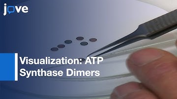 Visualization: ATP Synthase Dimers In Mitochondria By Electron Cryo-Tomography l Protocol Preview