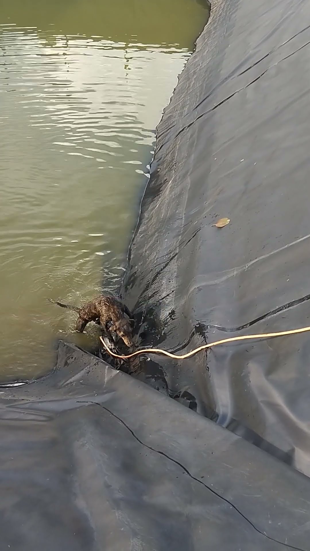 Dog Bites Dropped Hose To Safety || ViralHog